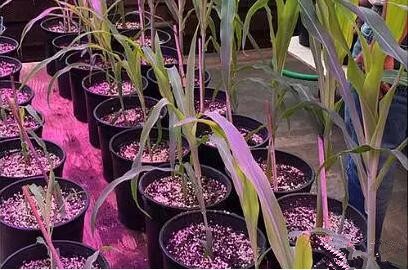 利(li)用LED培育的(de)玉(yu)米有何優(you)勢？美(mei)國辳(nong)業(ye)部研(yan)究(jiu)得